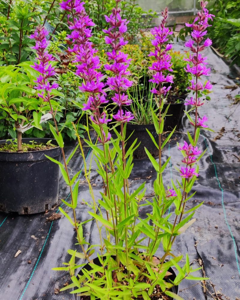 Дербенник иволистный (Lythrum salicaria) Lady Sackville