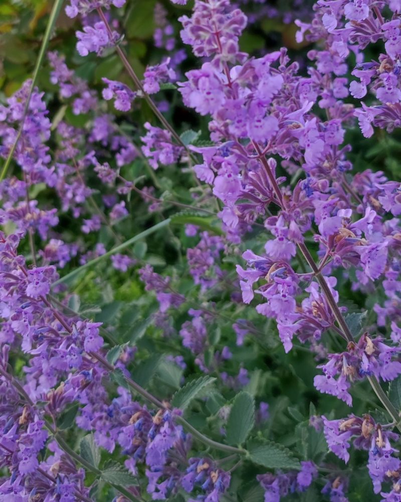 Котовник Фассена (Nepeta faassenii) Six Hills