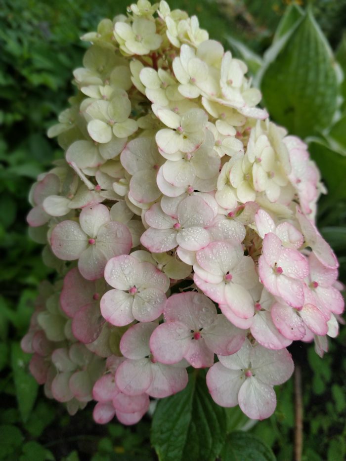 Гортензия метельчатая (Hydrangea paniculata) Самарская Лидия