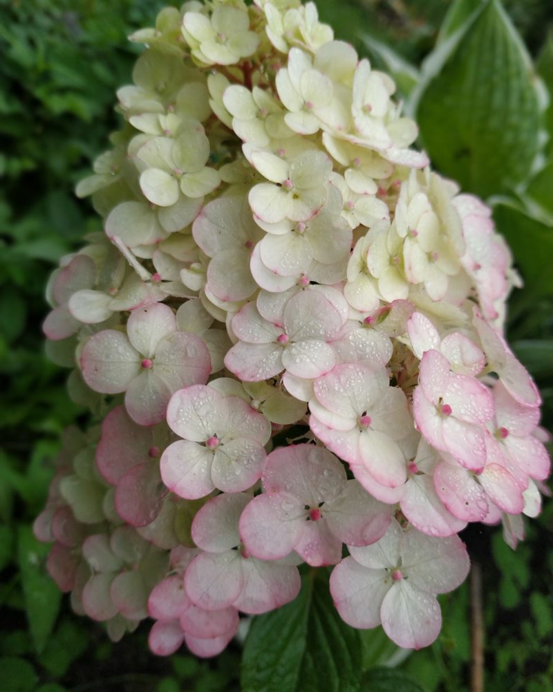 Гортензия метельчатая (Hydrangea paniculata) Самарская Лидия