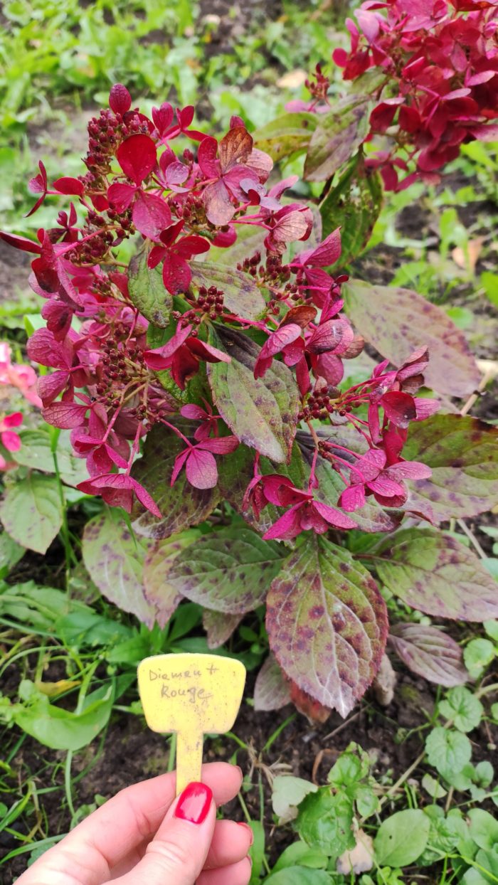 Гортензия метельчатая (Hydrangea paniculata) Diamant roug