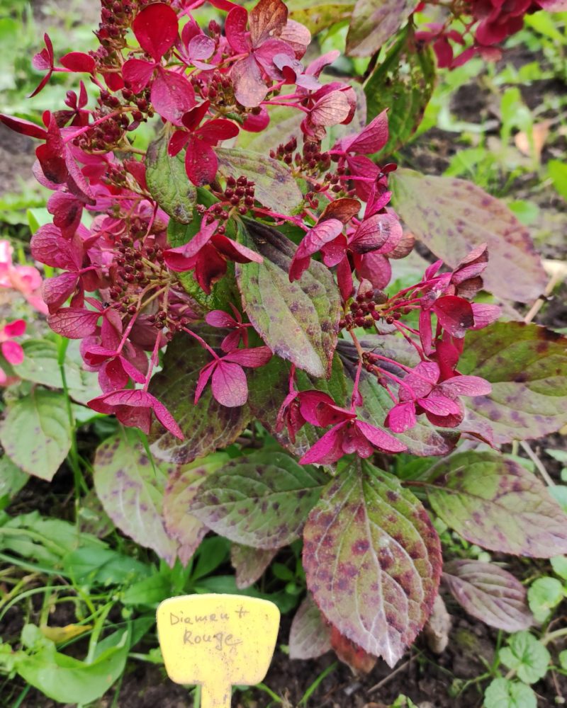 Гортензия метельчатая (Hydrangea paniculata) Diamant roug