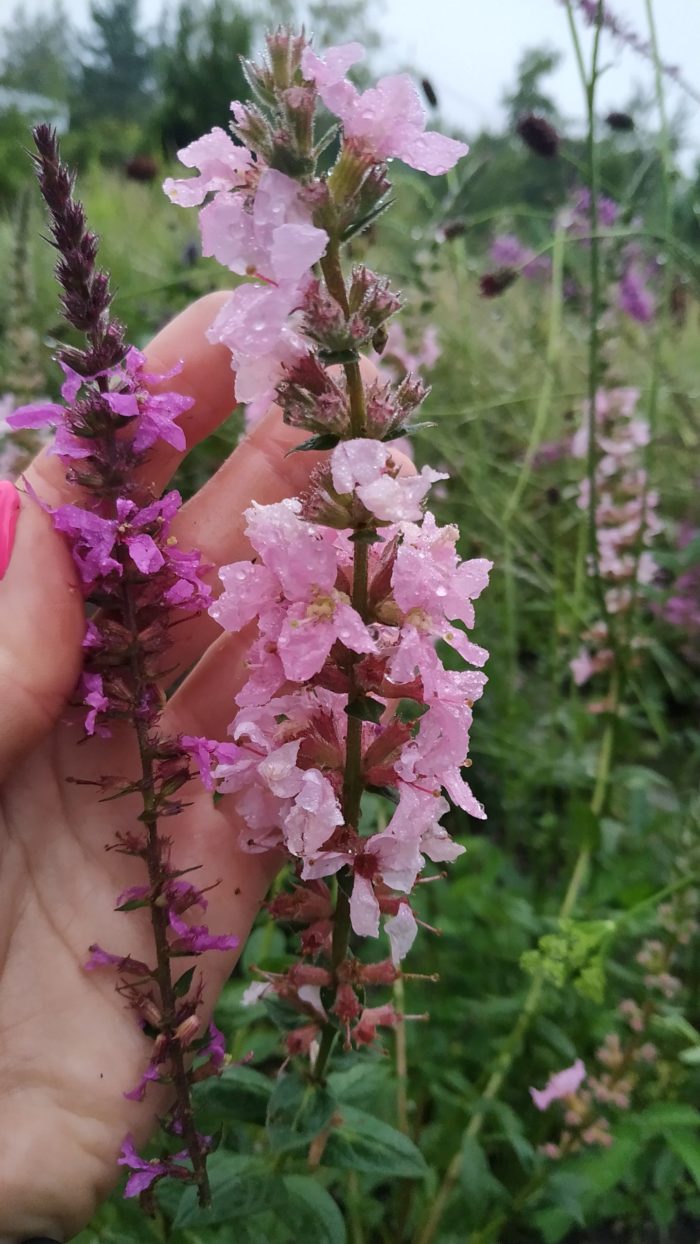 Дербенник иволистный (Lythrum salicaria) Blush