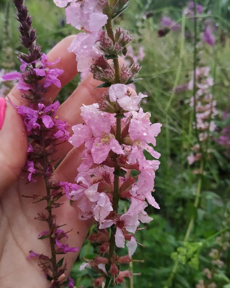 Дербенник иволистный (Lythrum salicaria) Blush