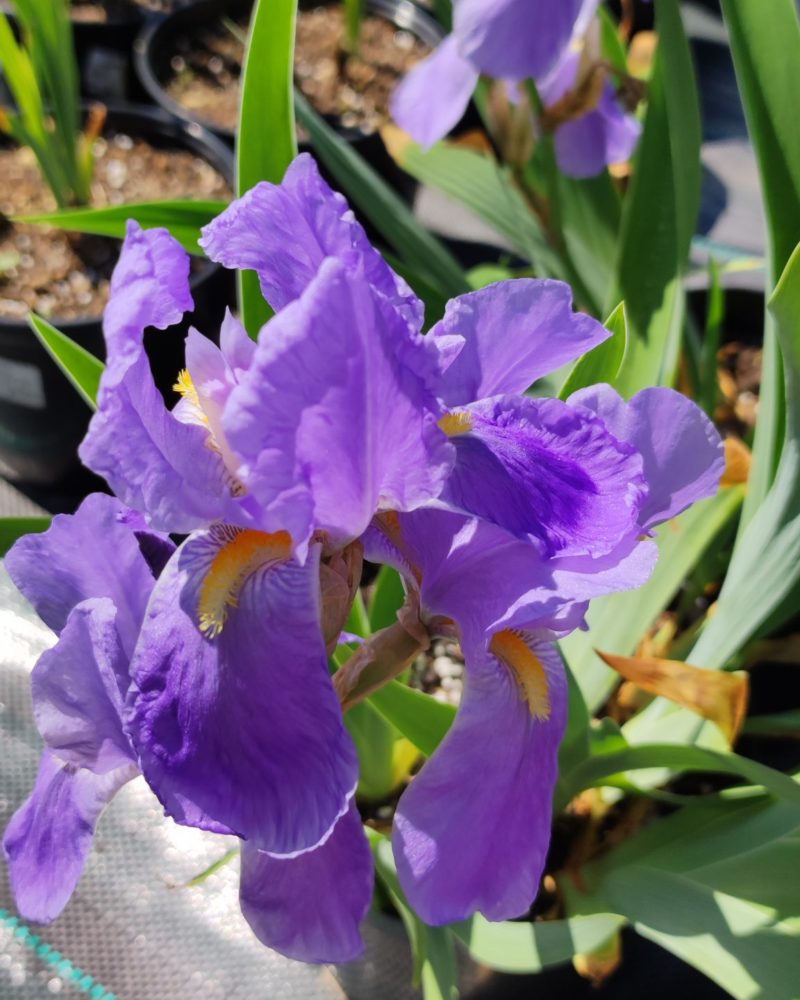 Ирис германский (Iris germanica)