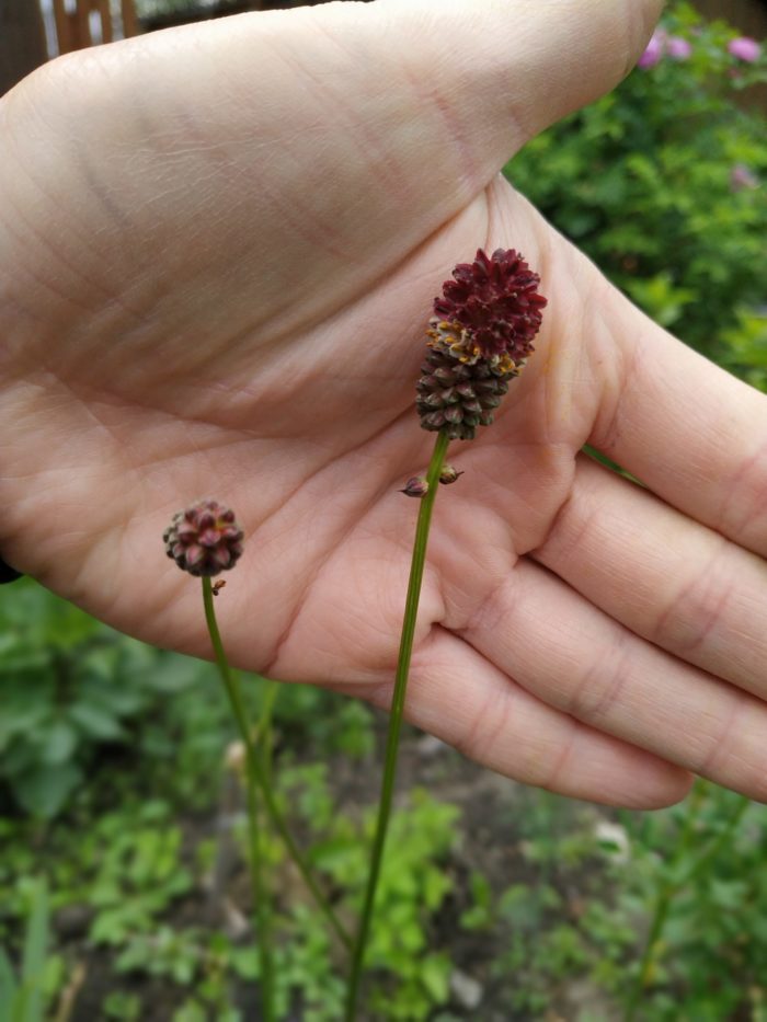 Кровохлебка лекарственная (Sanguisorba officinalis) Tana