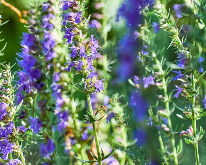 Иссоп лекарственный (Hyssopus officinalis) Blue