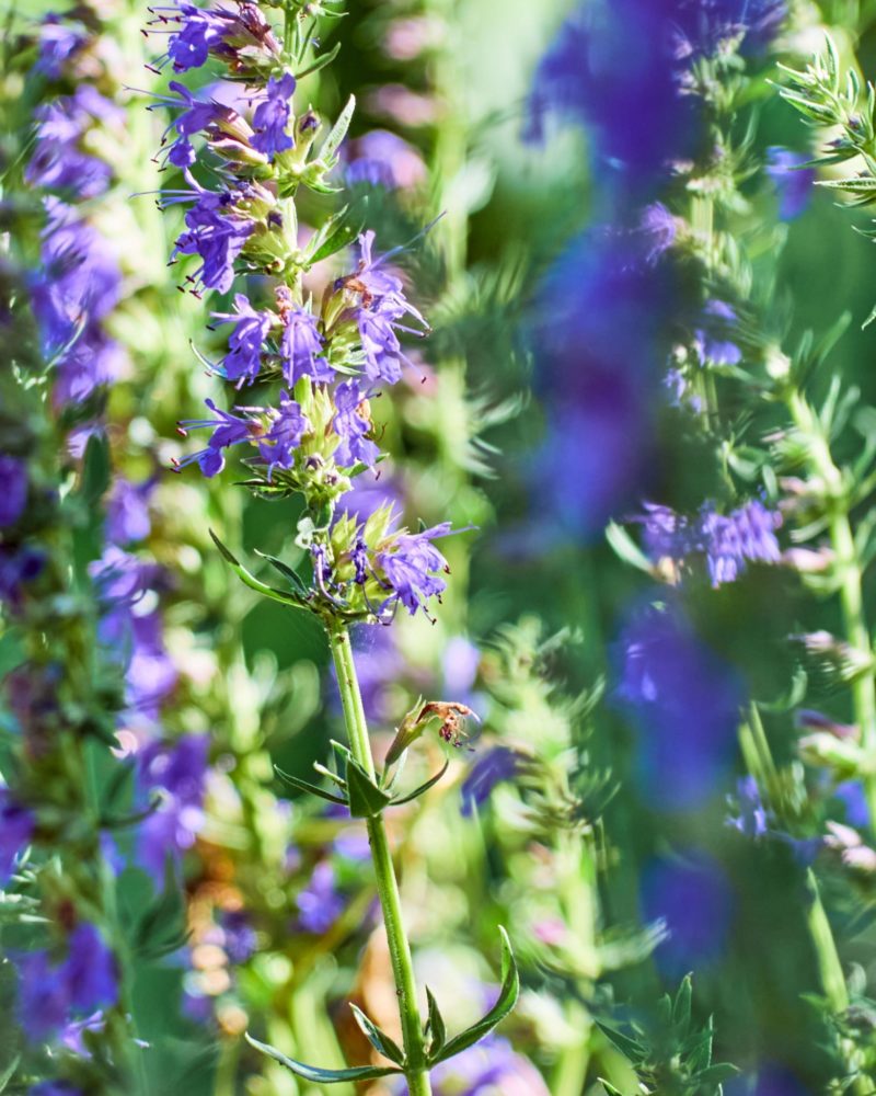 Иссоп лекарственный (Hyssopus officinalis) Blue