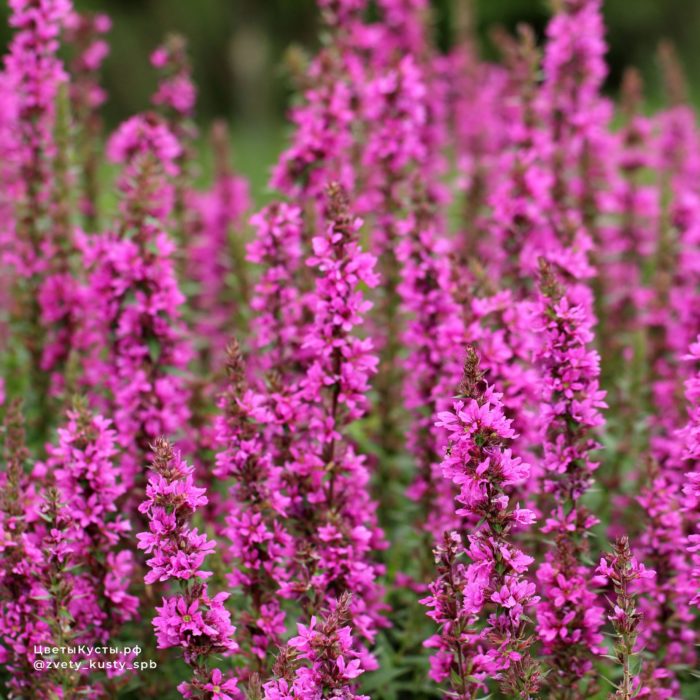 Дербенник иволистный (Lythrum salicaria) Rosy Gem