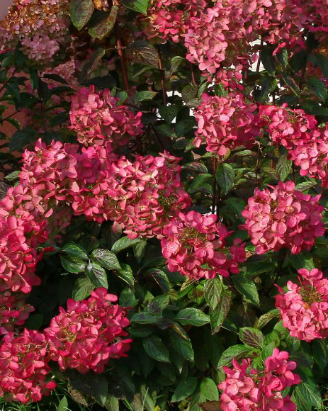 Гортензия метельчатая (Hydrangea paniculata) Diamant rouge