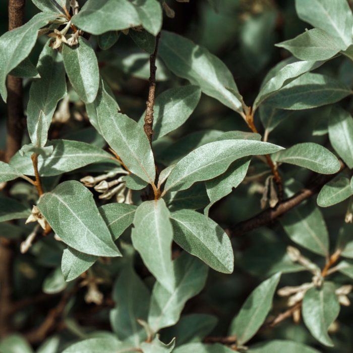 Лох серебристый (Elaeagnus commutata)