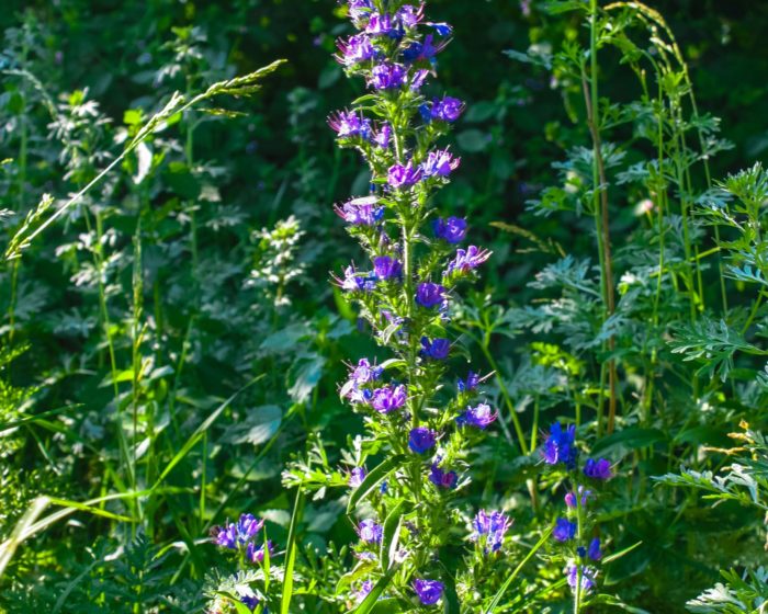 Иссоп лекарственный (Hyssopus officinalis) Blue