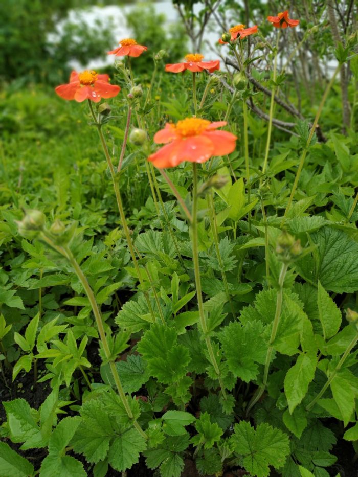 Гравилат чилийский (Geum quellyon)