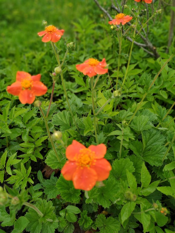 Гравилат чилийский (Geum quellyon)