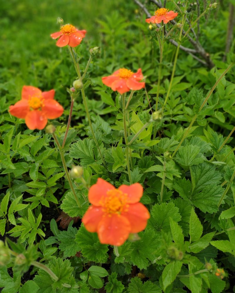 Гравилат чилийский (Geum quellyon)