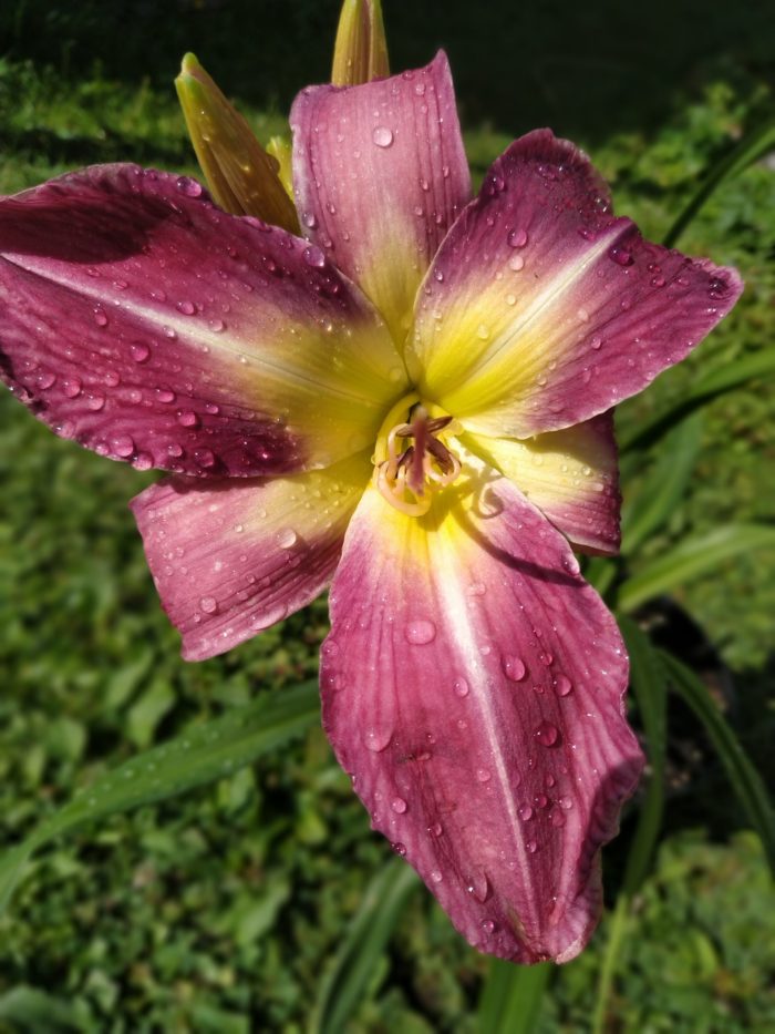 Лилейник гибридный (Hemerocallis) Prairie Blue Eyes