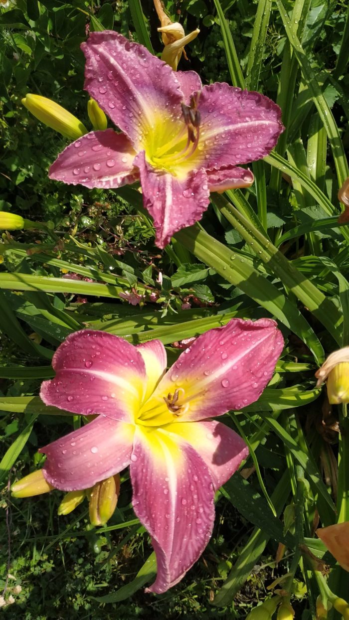 Лилейник гибридный (Hemerocallis) Prairie Blue Eyes