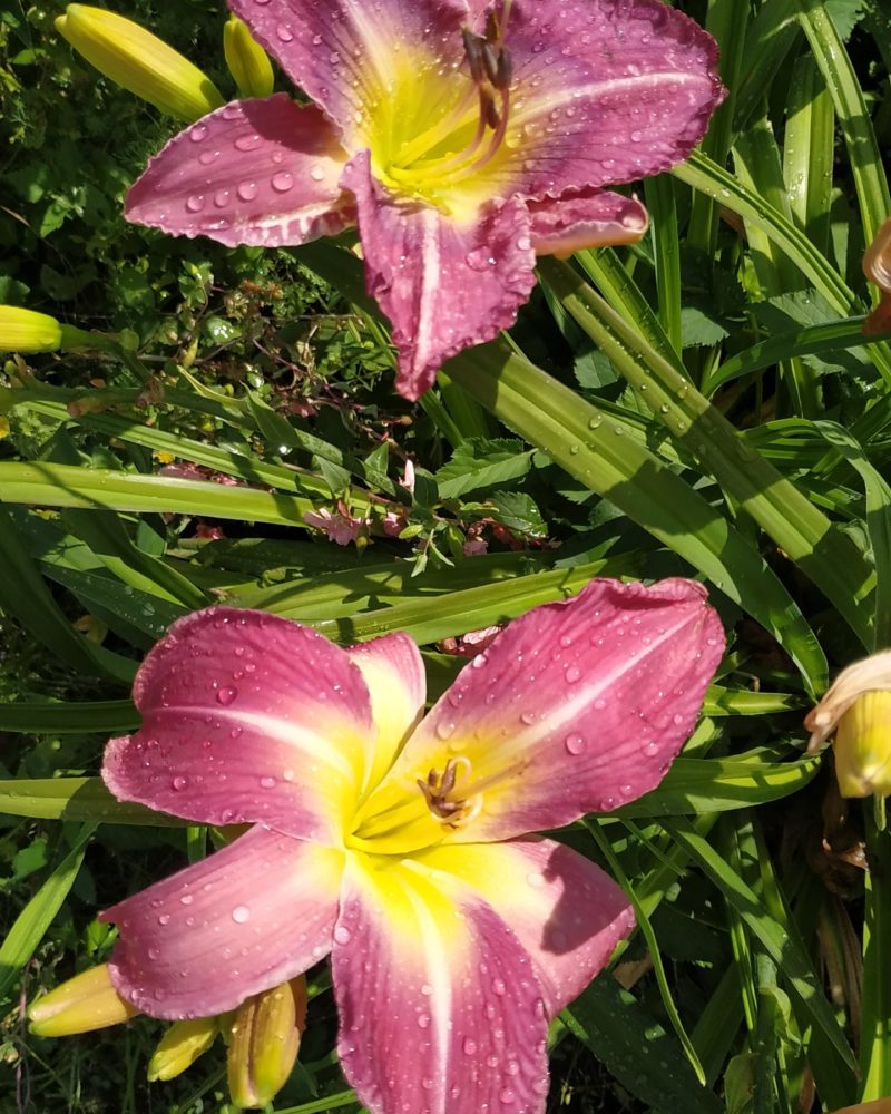 Лилейник гибридный (Hemerocallis) Prairie Blue Eyes