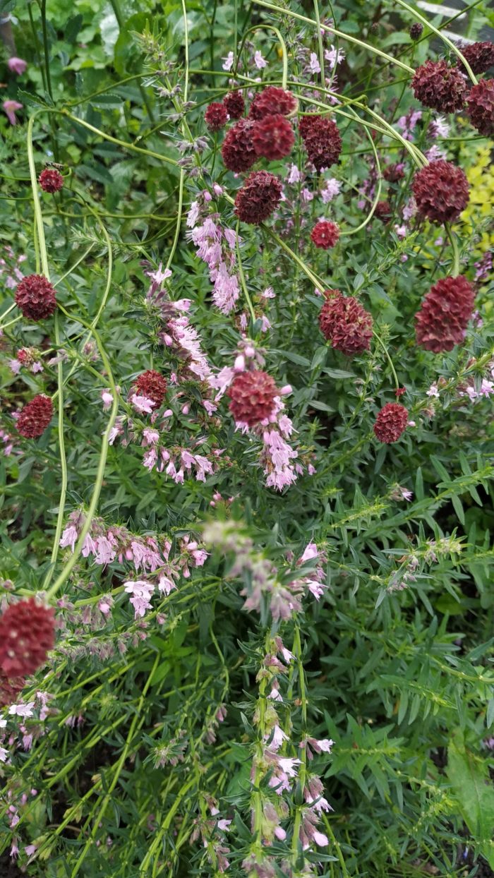 Кровохлебка лекарственная (Sanguisorba officinalis) Tana