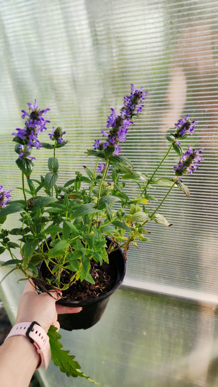 Котовник жилковатый (Nepeta nervosa) Blue Moon