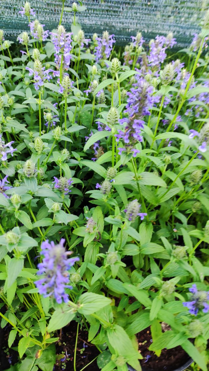 Котовник жилковатый (Nepeta nervosa) Blue Moon