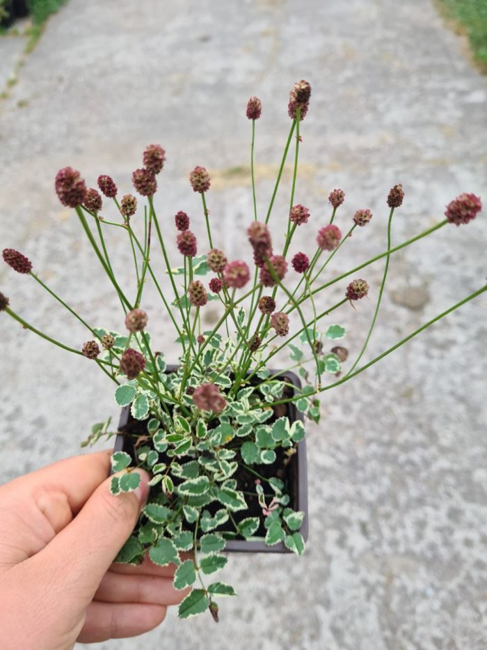 Кровохлебка лекарственная (Sanguisorba officinalis) Little Angel