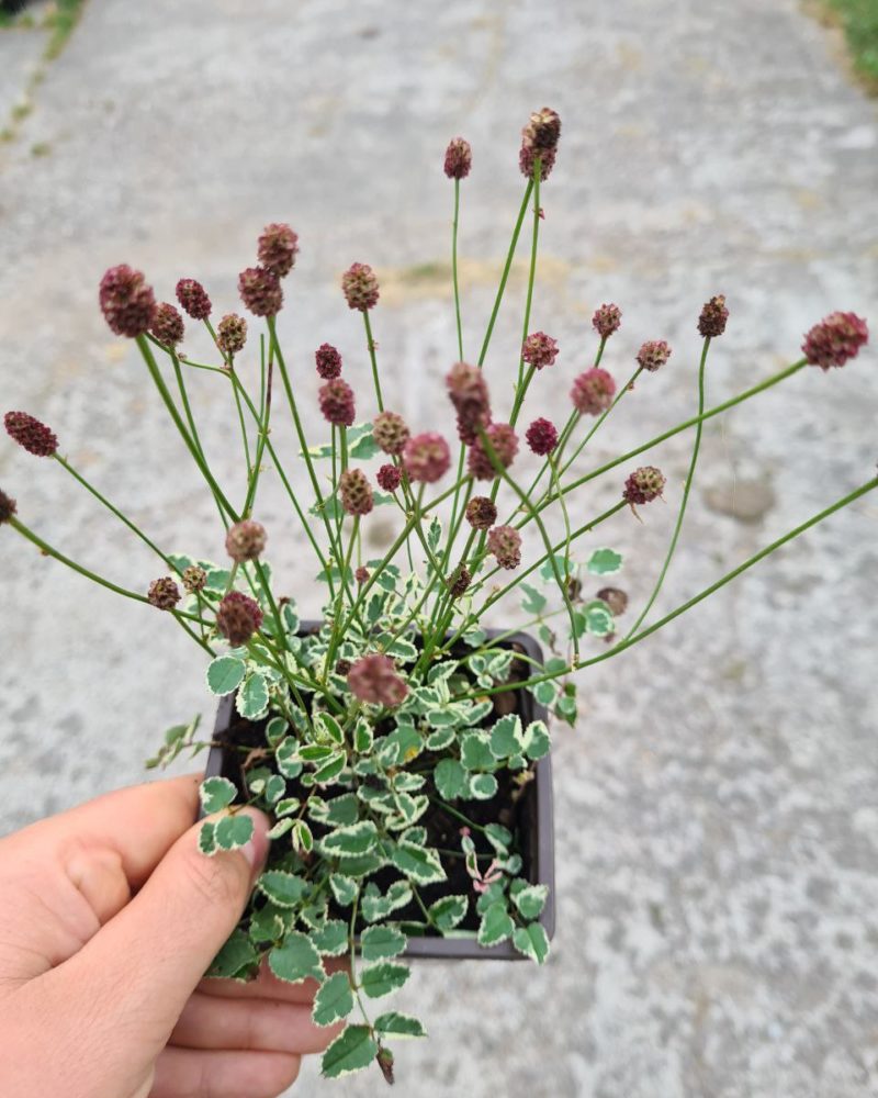 Кровохлебка лекарственная (Sanguisorba officinalis) Little Angel