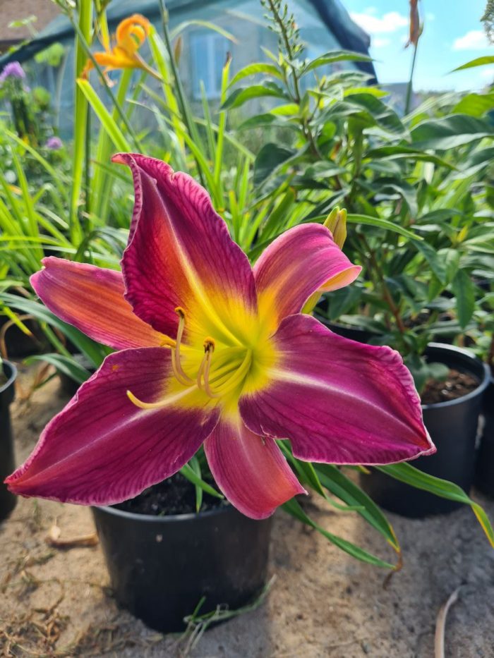 Лилейник гибридный (Hemerocallis) Prairie Blue Eyes