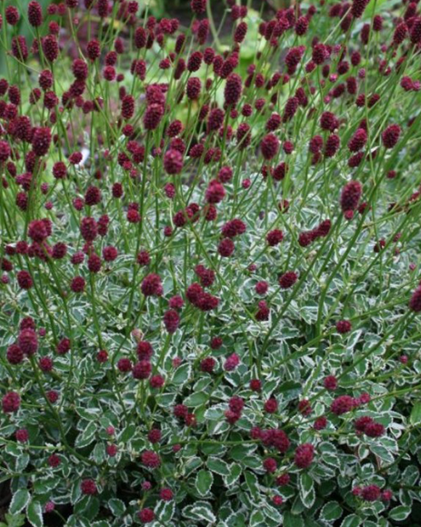 Кровохлебка лекарственная (Sanguisorba officinalis) Little Angel