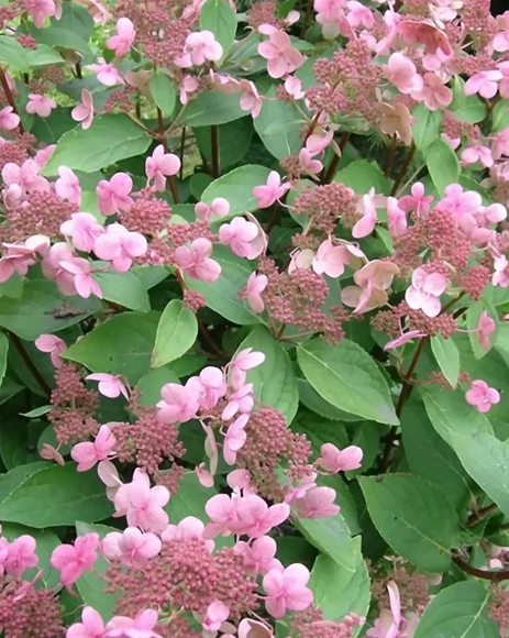 Гортензия метельчатая (Hydrangea paniculata) Dharuma