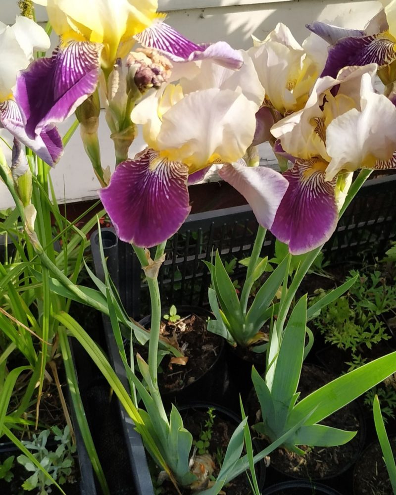 Ирис германский (Iris germanica)