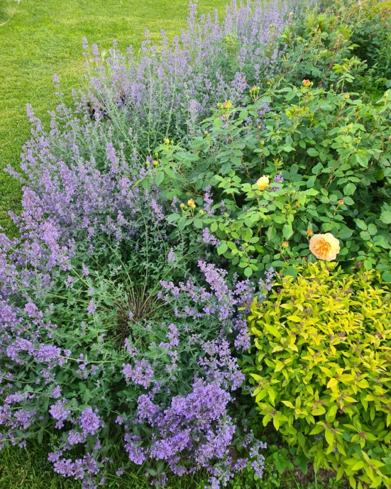 Котовник Фассена (Nepeta faassenii) Six Hills