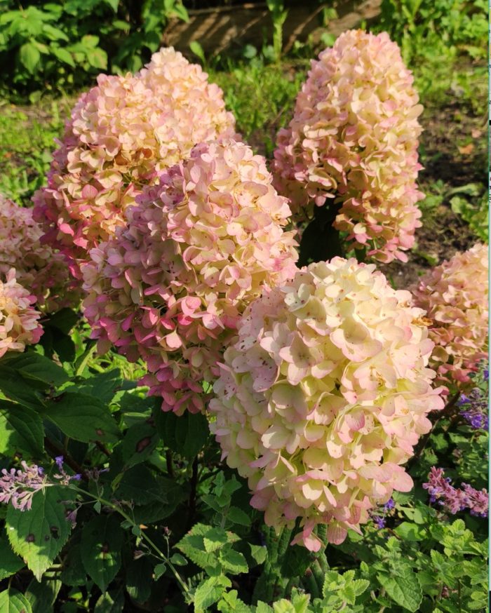 Гортензия метельчатая (Hydrangea paniculata) Sugar Rush