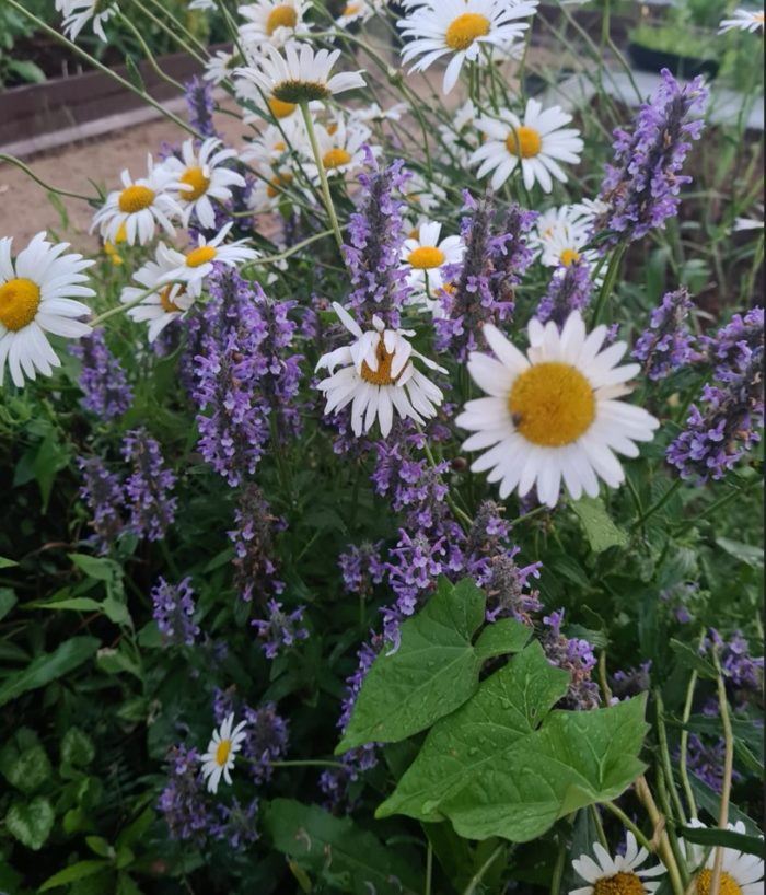 Котовник жилковатый (Nepeta nervosa) Blue Moon