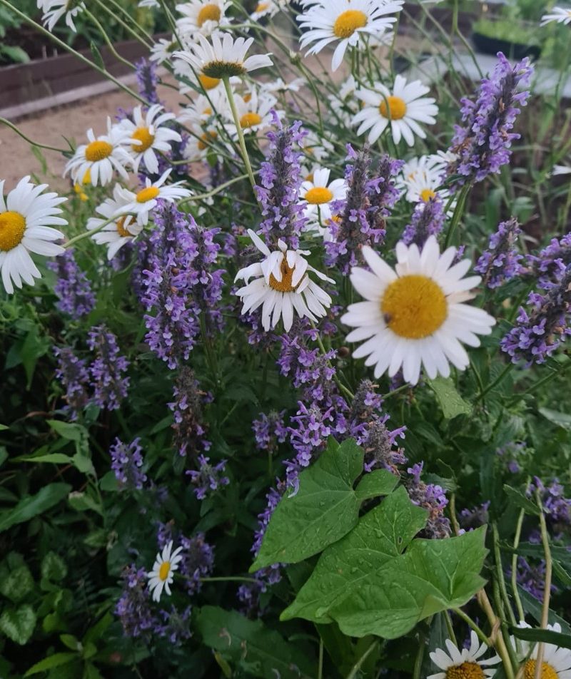 Котовник жилковатый (Nepeta nervosa) Blue Moon