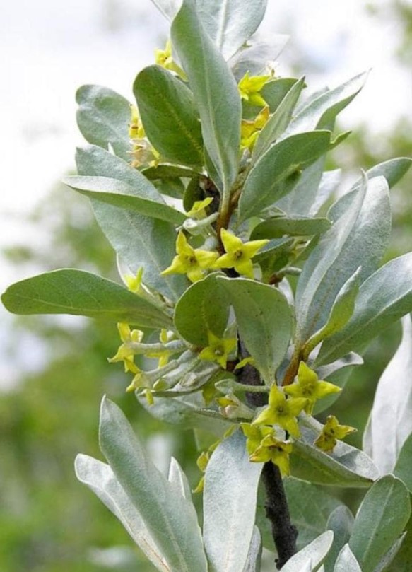 Лох серебристый (Elaeagnus commutata)