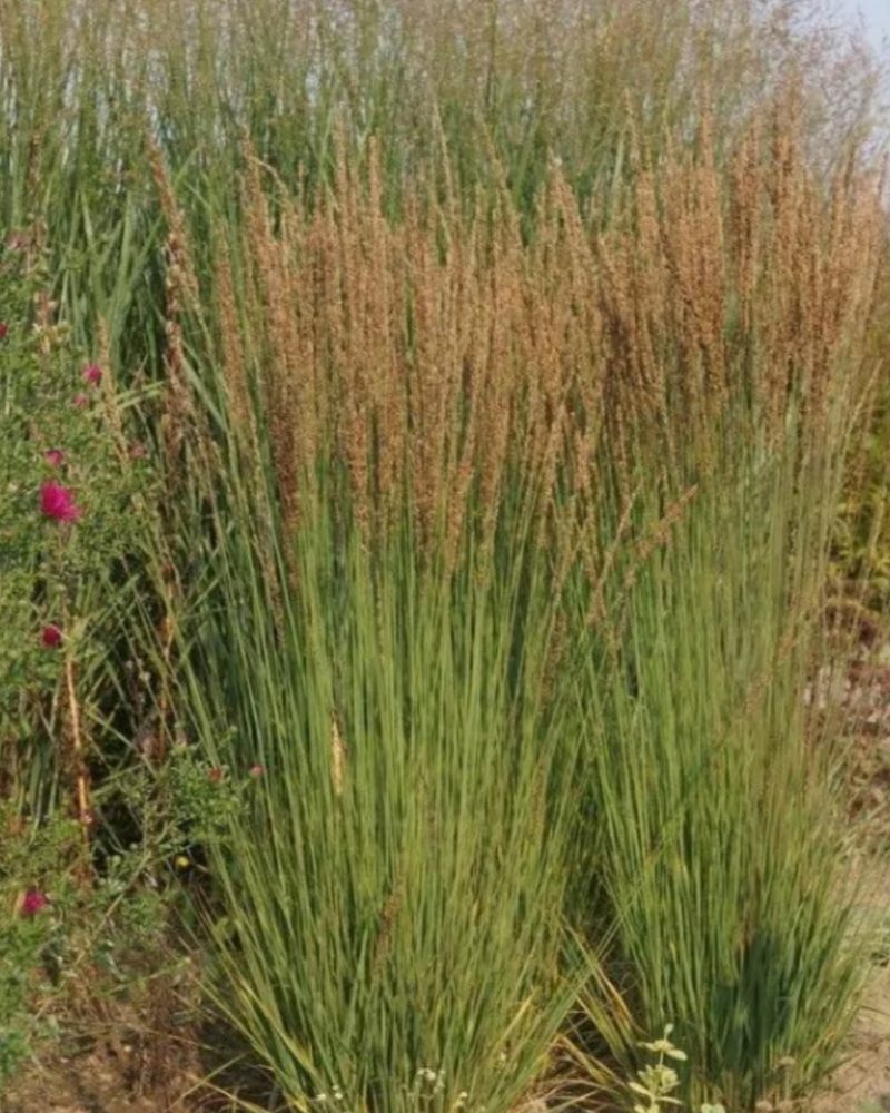 Молиния голубая (Molinia caerulea) Moorhexe