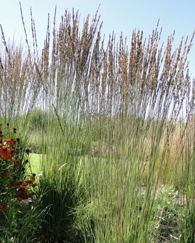 Молиния голубая (Molinia caerulea) Moorhexe