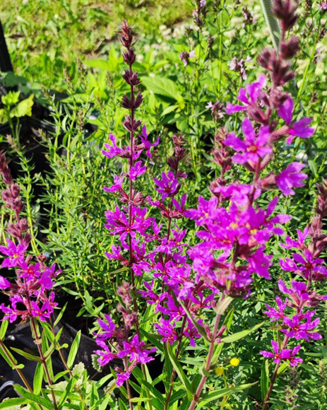 Дербенник иволистный (Lythrum salicaria) Lady Sackville