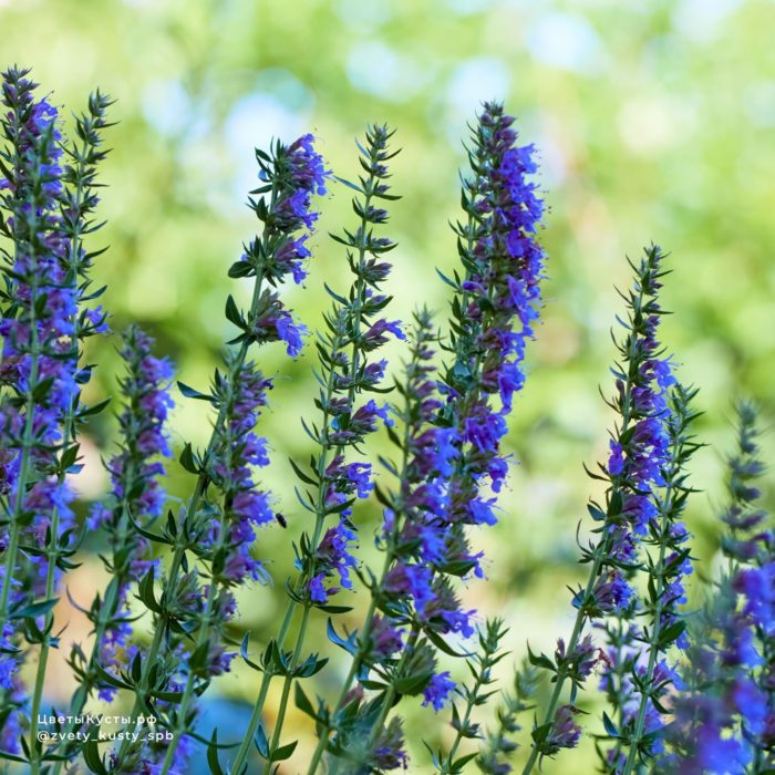 Иссоп лекарственный (Hyssopus officinalis) Blue