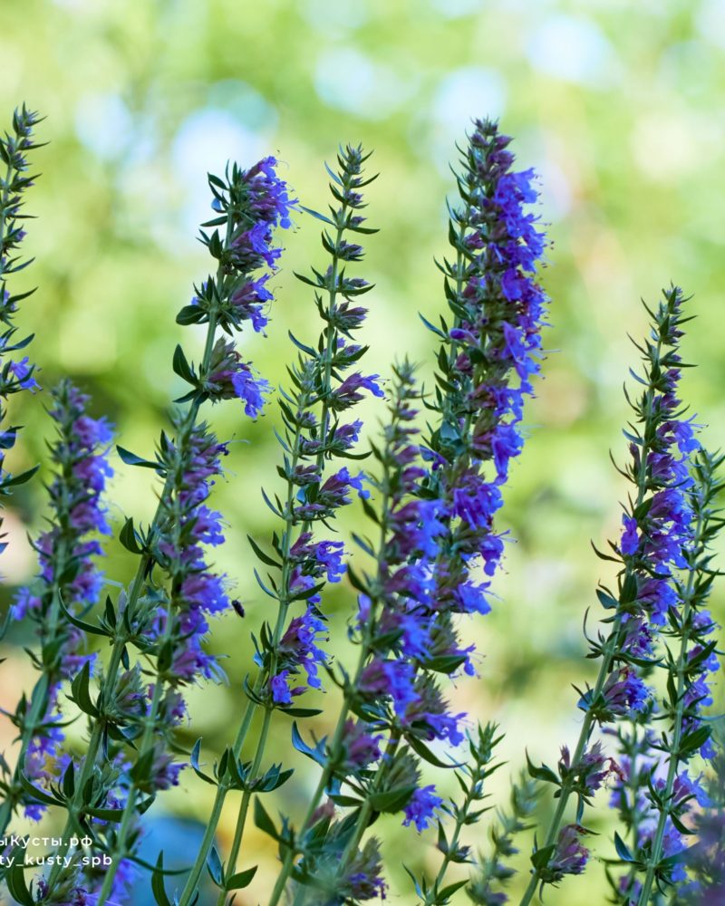 Иссоп лекарственный (Hyssopus officinalis) Blue