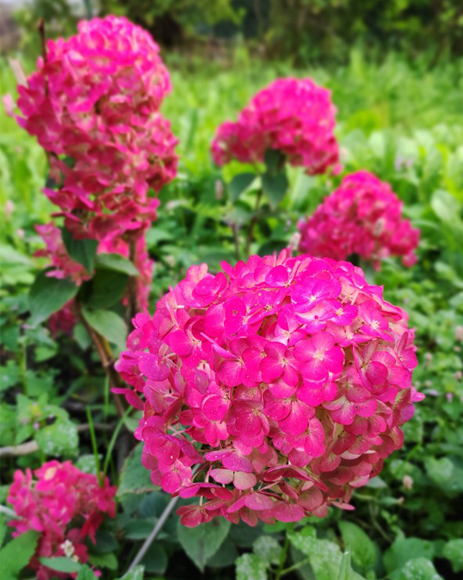 Гортензия метельчатая (Hydrangea paniculata) Самарская Лидия