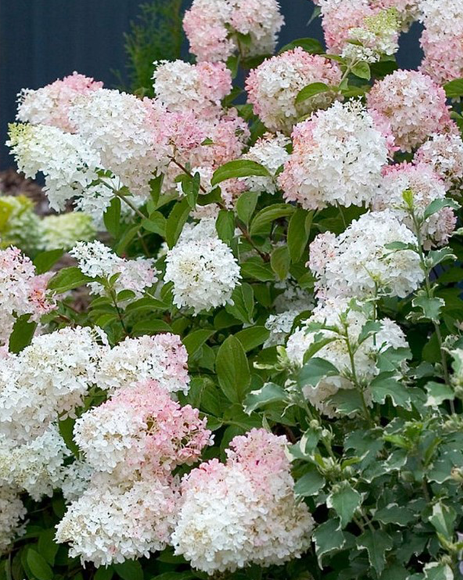 Гортензия метельчатая (Hydrangea paniculata) Phantom