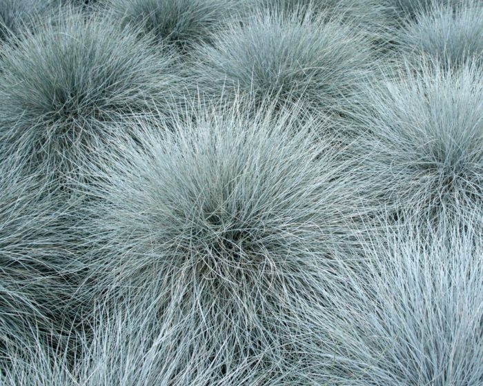 Овсянница сизая (Festuca glauca)