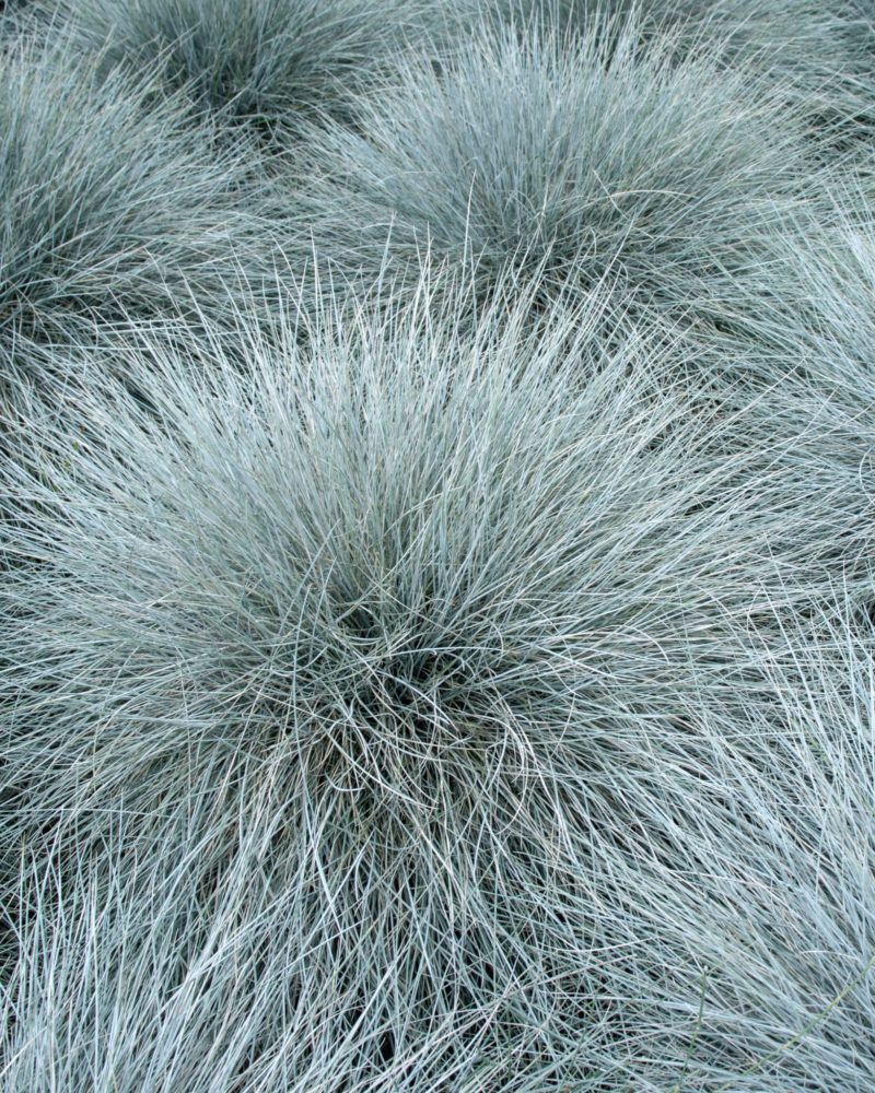 Овсянница сизая (Festuca glauca)