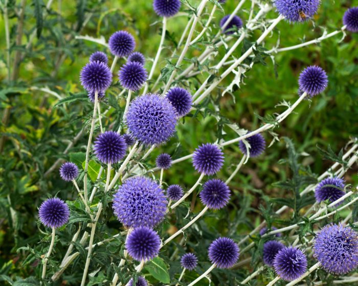 Мордовник банатский (Echinops) Blue Glow