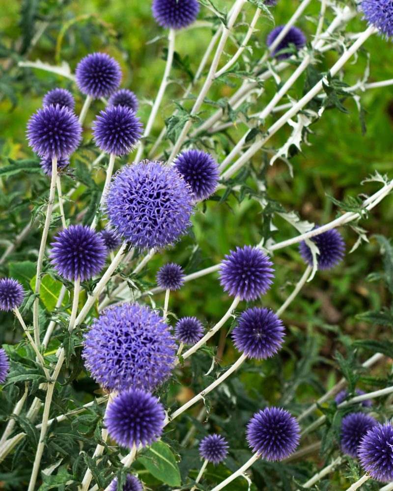 Мордовник банатский (Echinops) Blue Glow