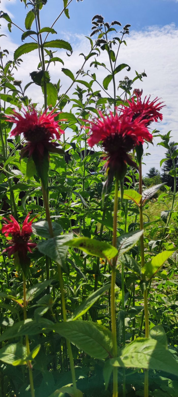 Монарда гибридная (Monarda hybrid) Cambridge Scarlet