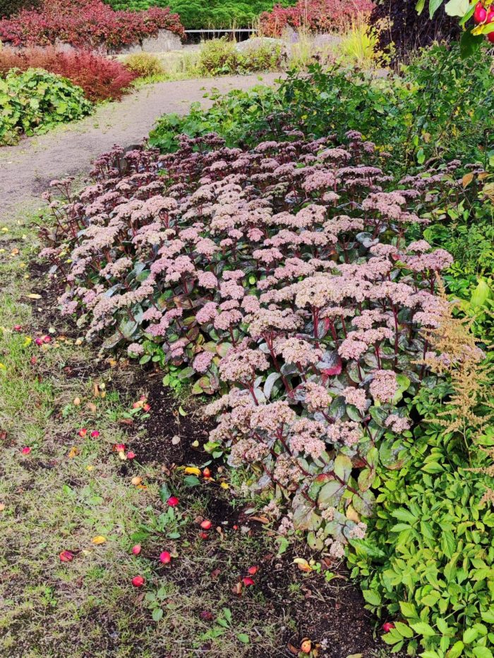 Очиток матрона (Sedum Matrona) Matrona