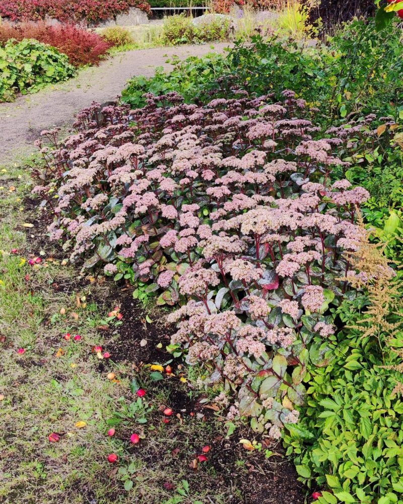 Очиток матрона (Sedum Matrona) Matrona